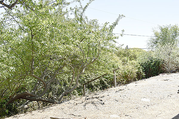Backyard C