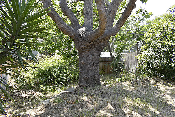 Backyard B